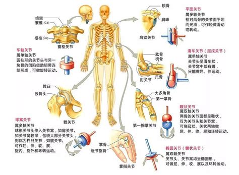 屈戍關節